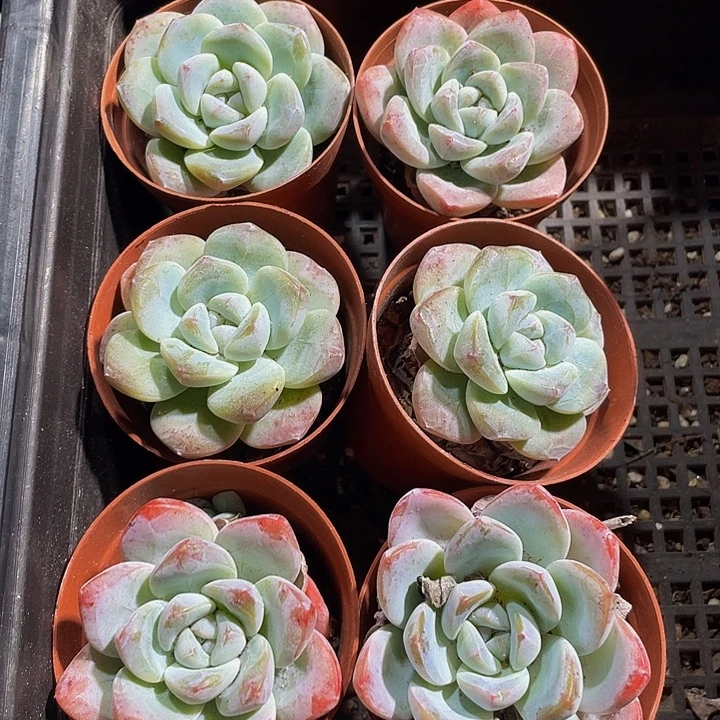 单头大冰玉带盆土发