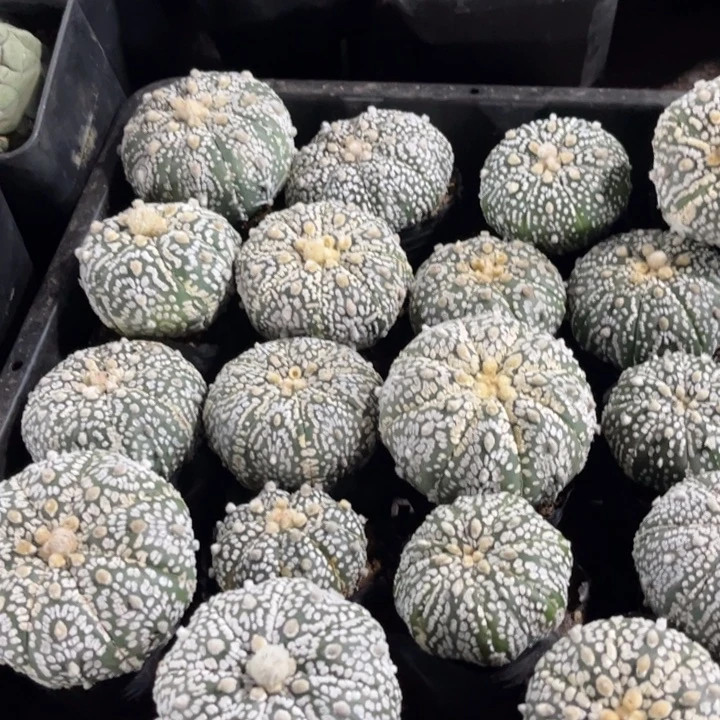 无花朵三个福利款浓白兜好养