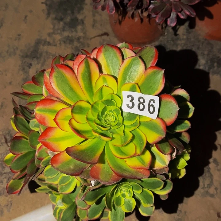 386奶白多肉植物