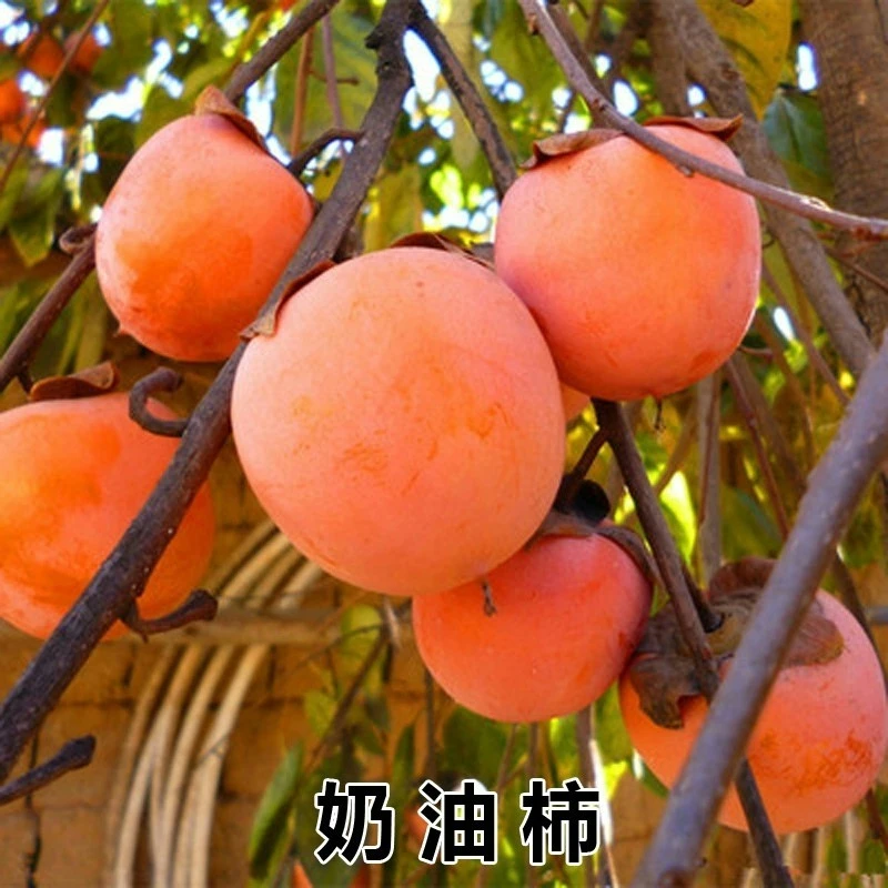 奶油无核柿子苗嫁接苗柿子树苗地栽日本甜柿磨盘柿树苗当年结果苗