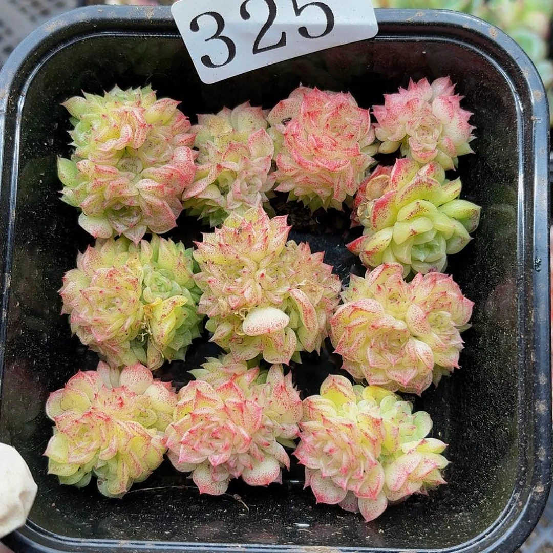 多肉植物多肉植物325