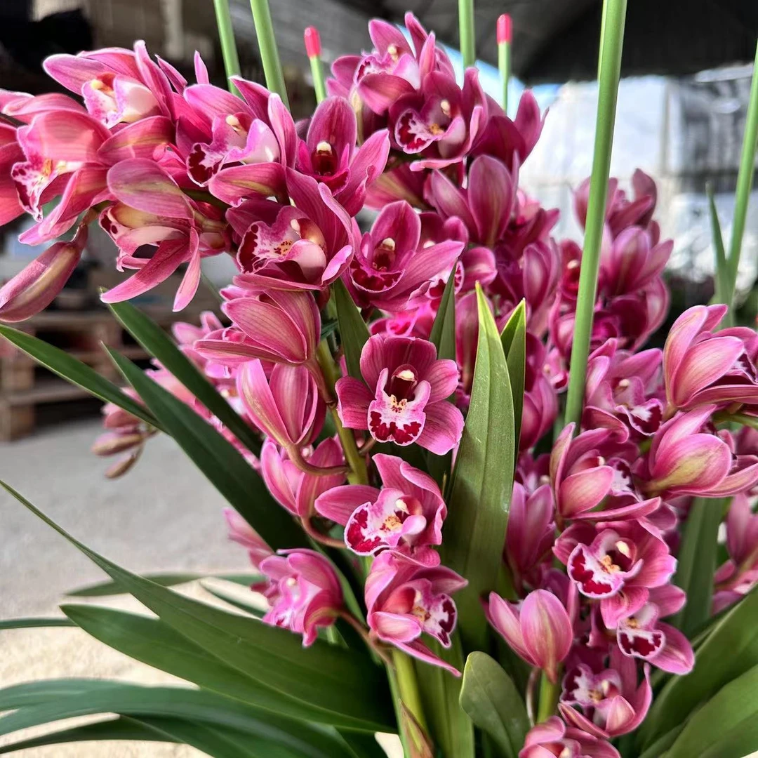 年宵花【红酒】大花蕙兰高端名贵兰花盆栽南北方好养