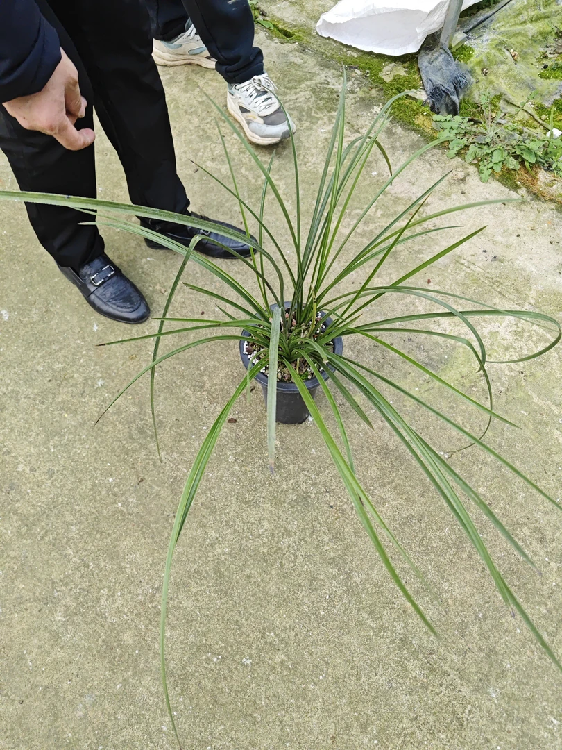 蕙兰老品种郑孝荷花随机