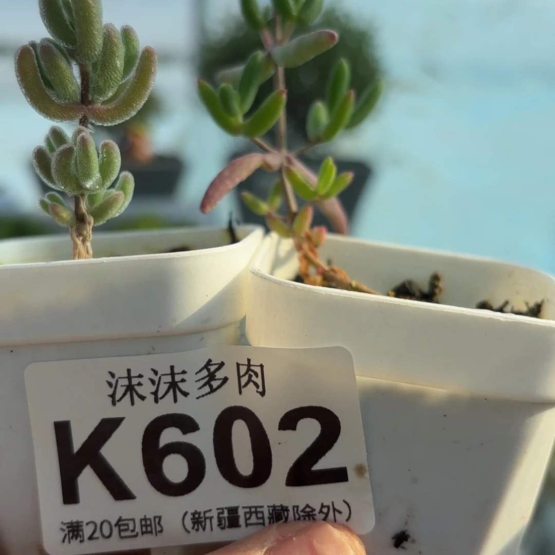 ****千602白皇后和香蕉组合