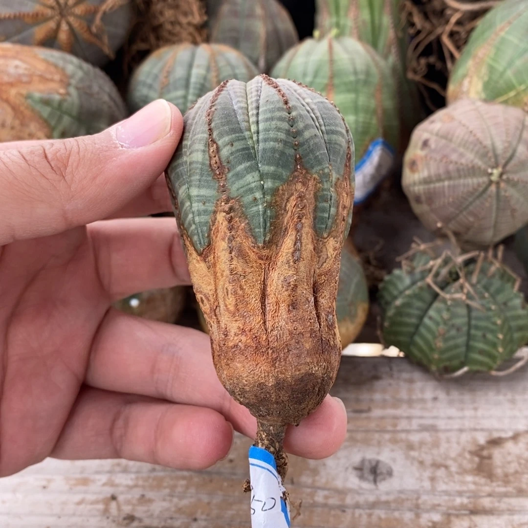 7 欧系实生布纹球多肉植物