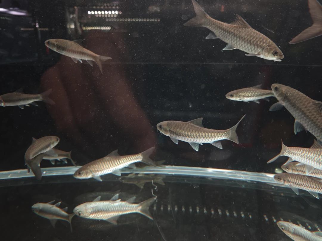 《蓝鳞原生》bt流域蓝吉罗包野包真，顺丰包邮包活，偏远地区补邮费