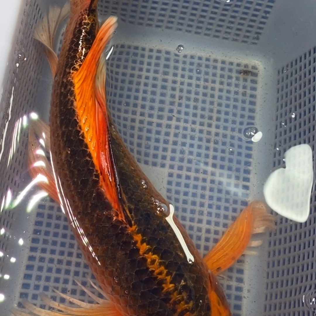 锦鲤冷水锦鲤包邮