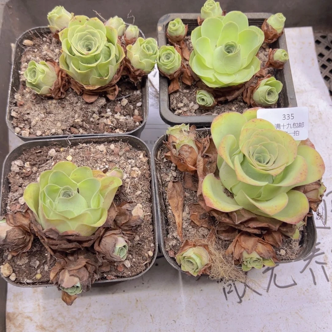 335 侧牙掉了不包损无售后