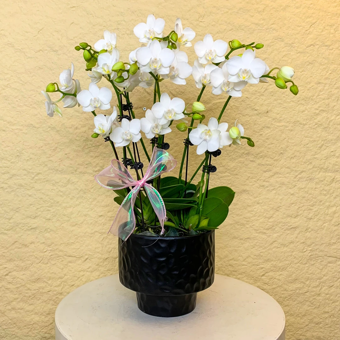 【火山玫瑰】欧品鲜花白色蝴蝶兰 精致小花型 丰花量 花期长