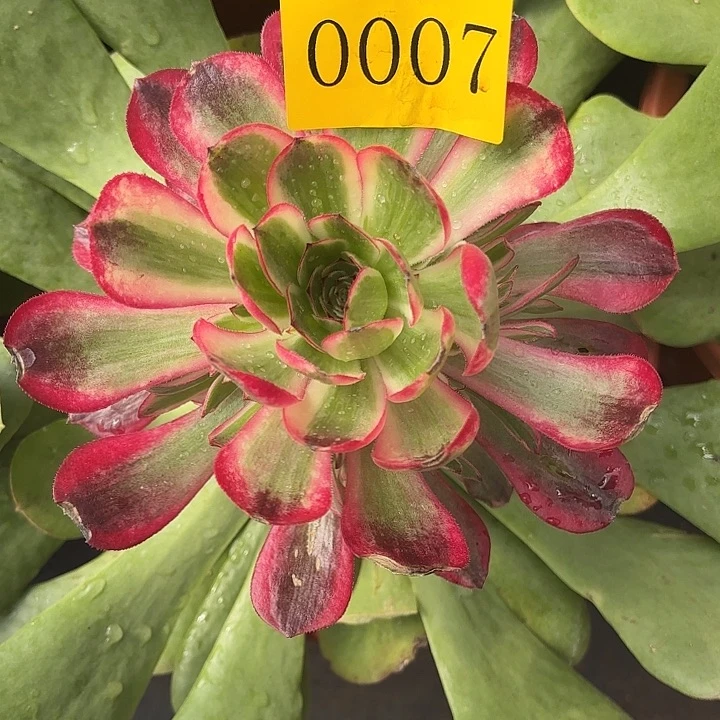 留*?多肉植物福利0007