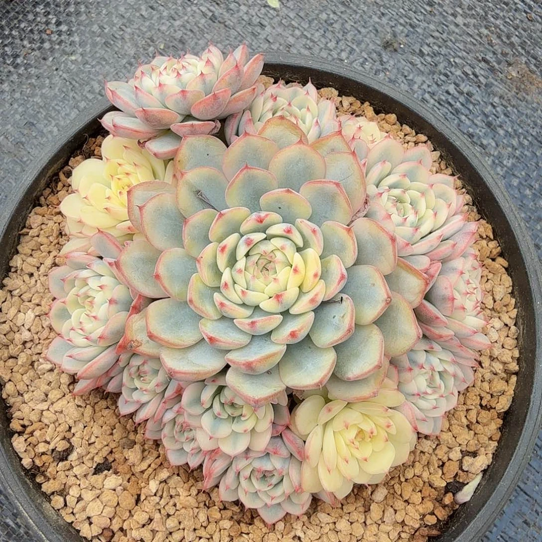 姬莲锦捧花锦上园艺一物一拍