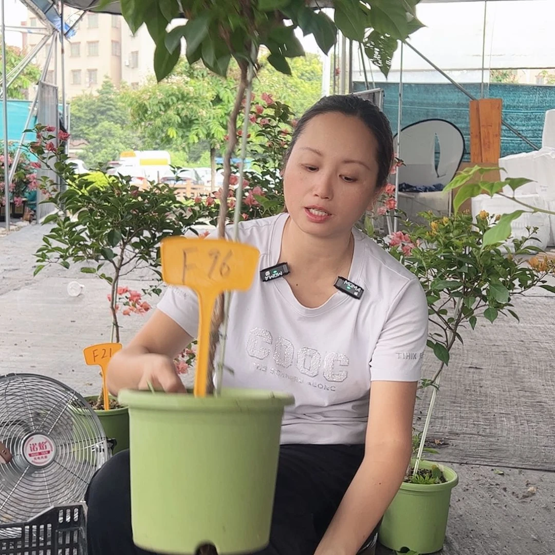 肖***大部分开放少量花苞F96白狐狸