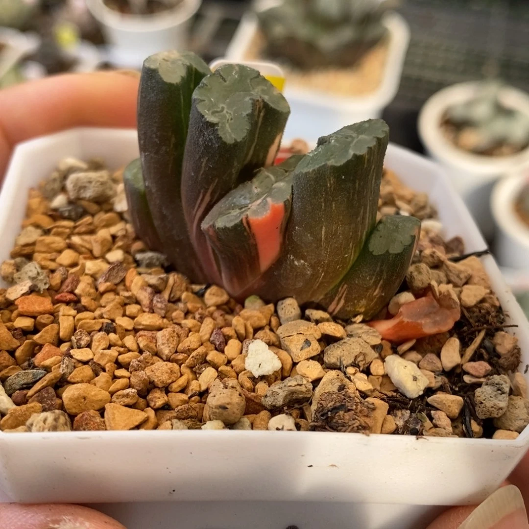 590号北斋玉扇锦多肉