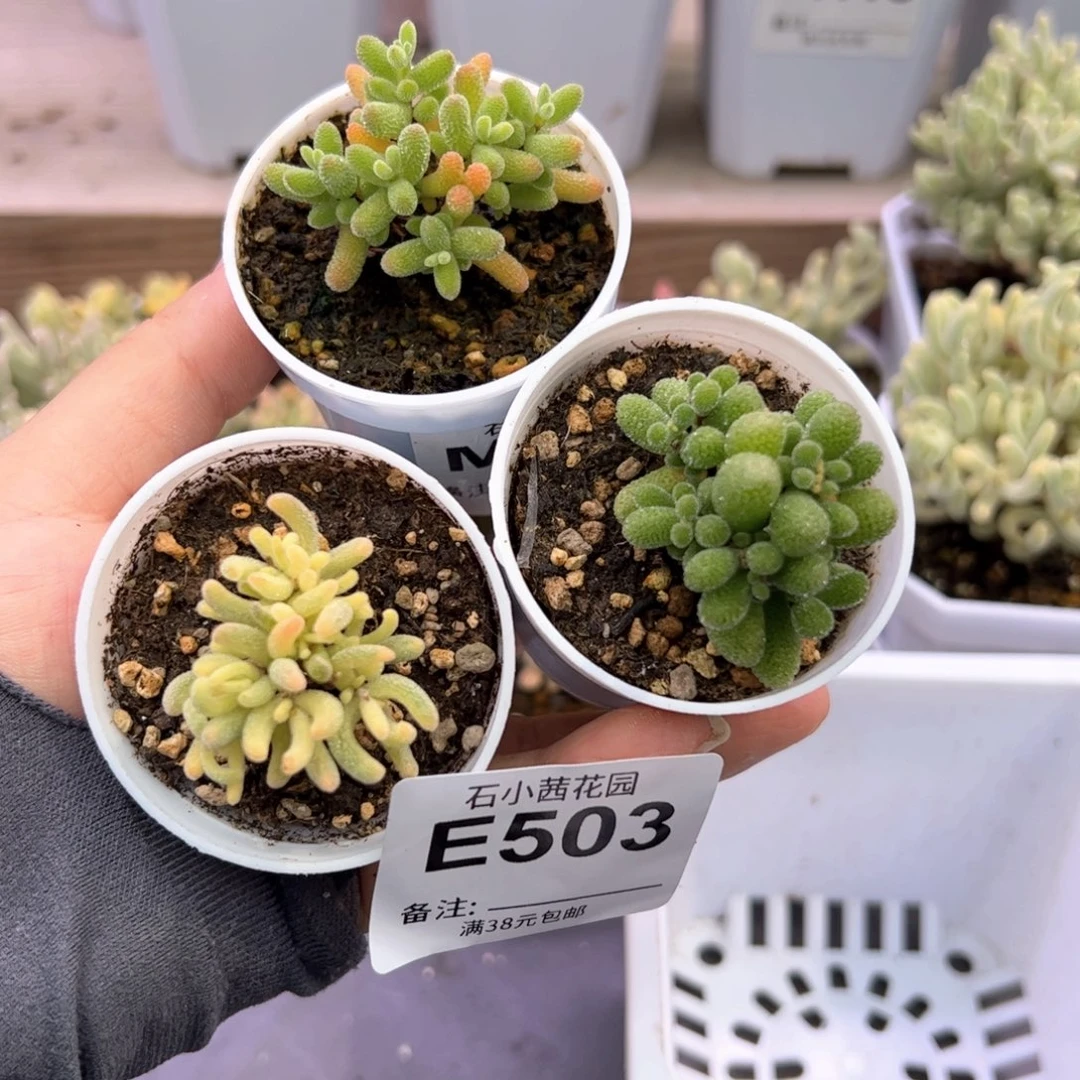 多肉植物枝干套组-折后