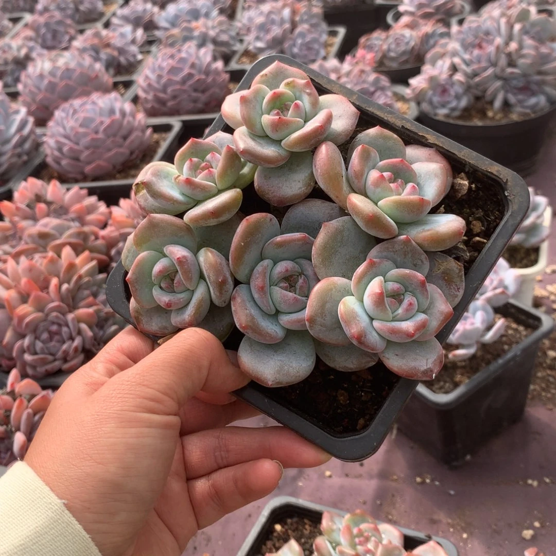 无花朵哈哈哈哈哈哈哈哈哈哈25
