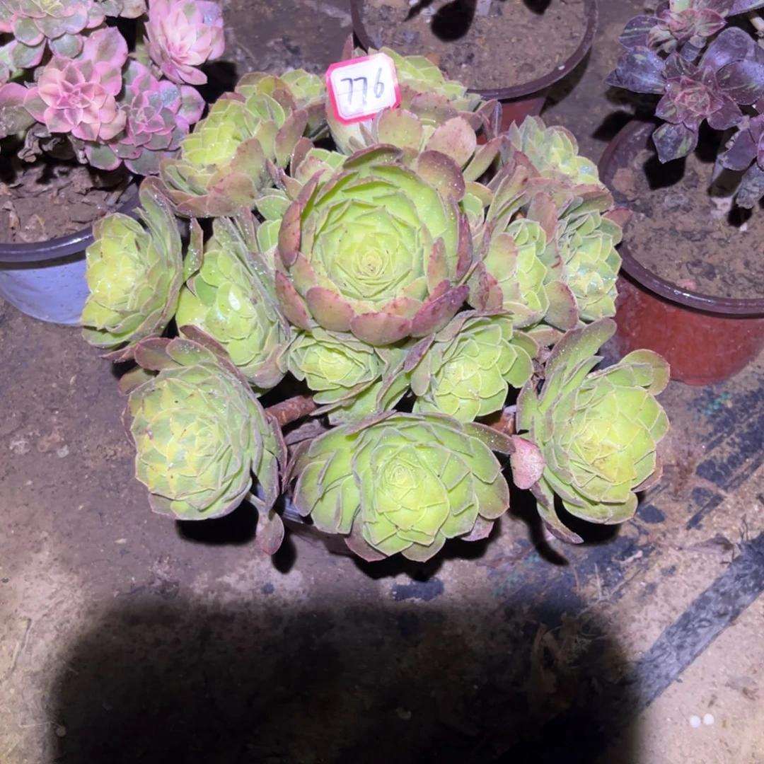 776多肉植物雨荷法师