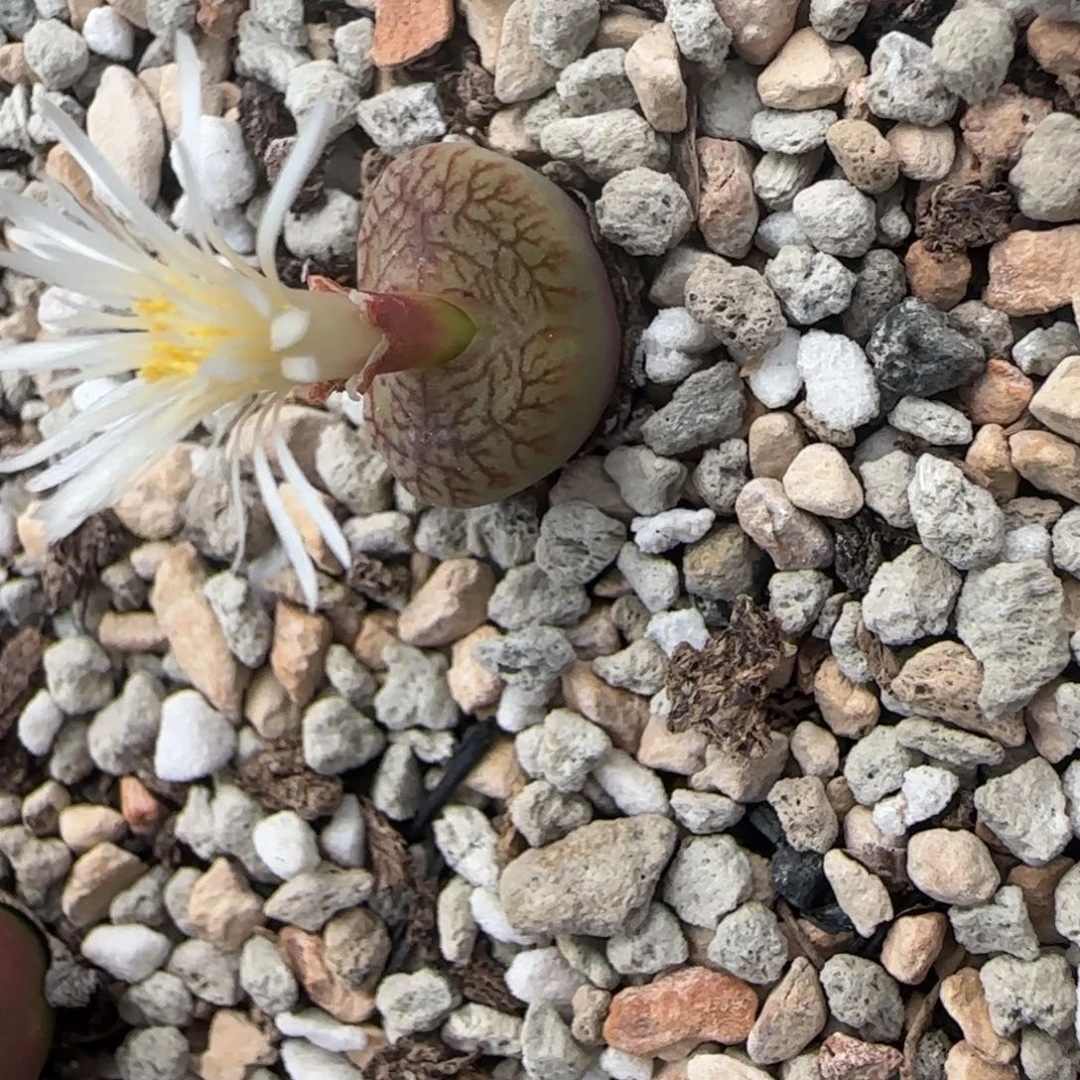 肉锥福利生石花大棚直播