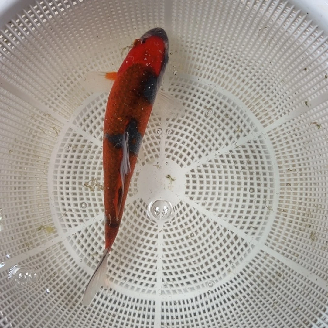 锦鲤血统锦鲤养殖