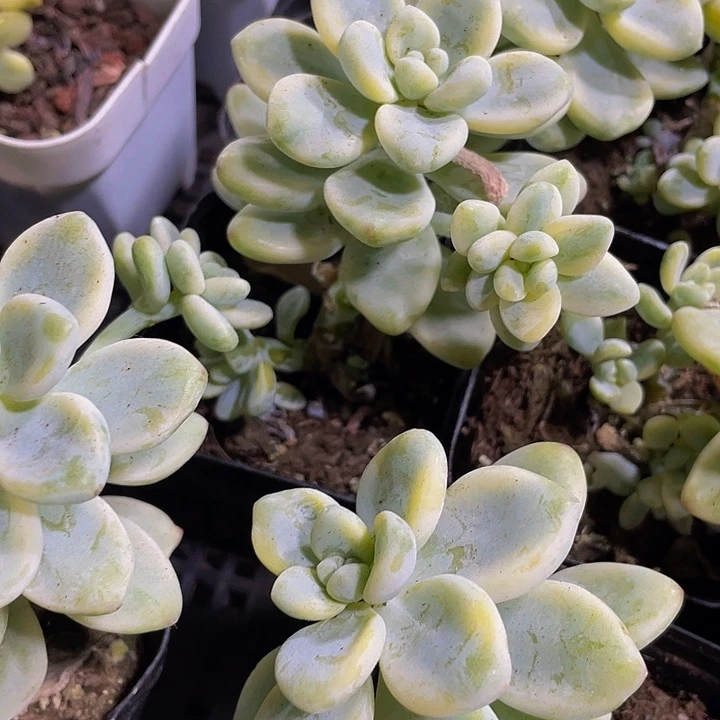 锦锦锦劳尔锦带盆土