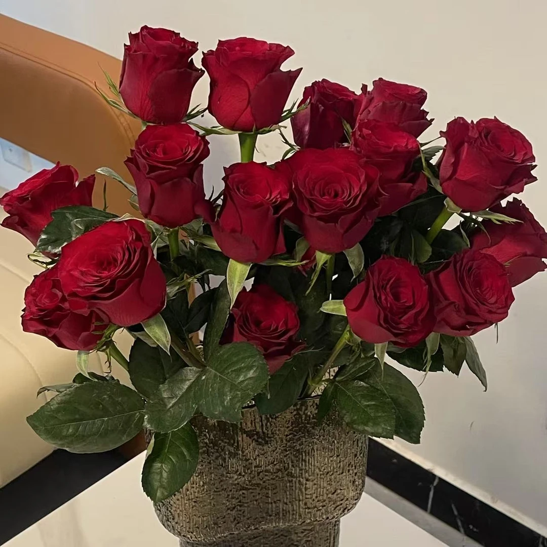 【高原红玫瑰昆明玫瑰鲜花花束家用玫瑰花】云南鲜花基地直发