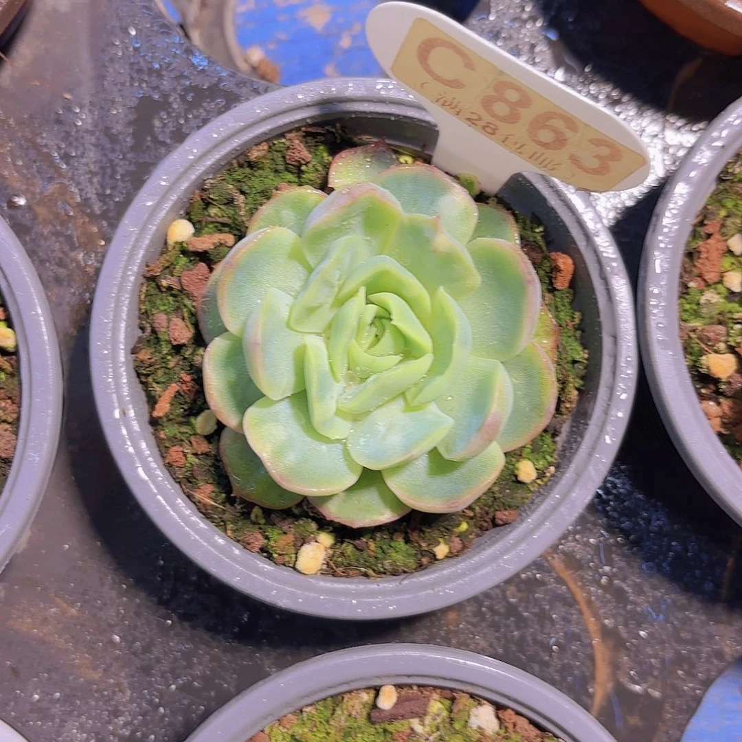 C863泡泡纱裙一物一拍