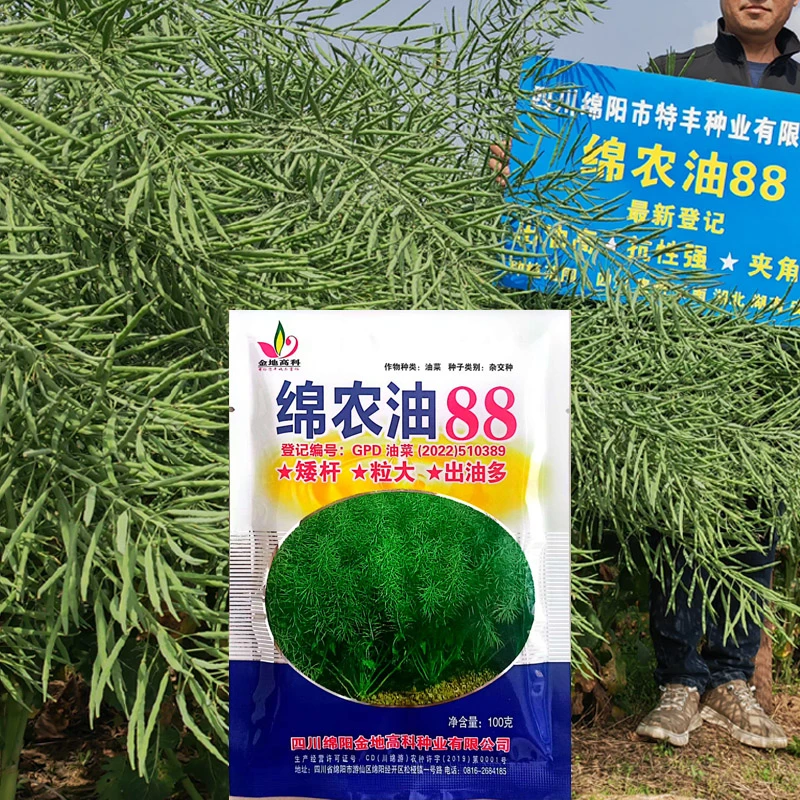正品四川高产含油量高油菜矮杆油菜籽耐寒抗旱一代油菜籽种子