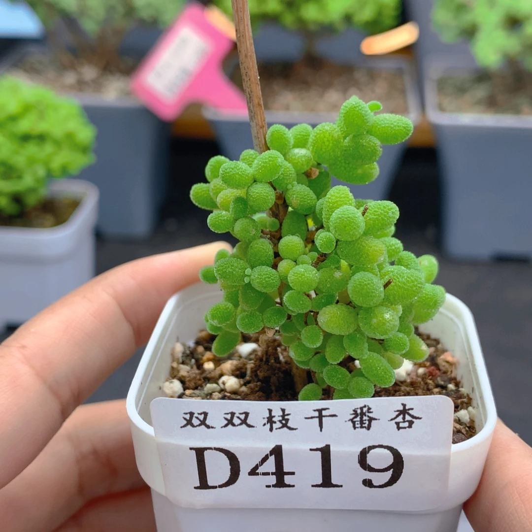 419蜜橘。