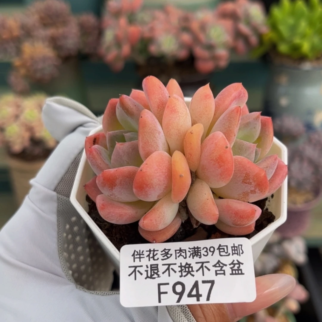 947-双头冰冰多肉5cm