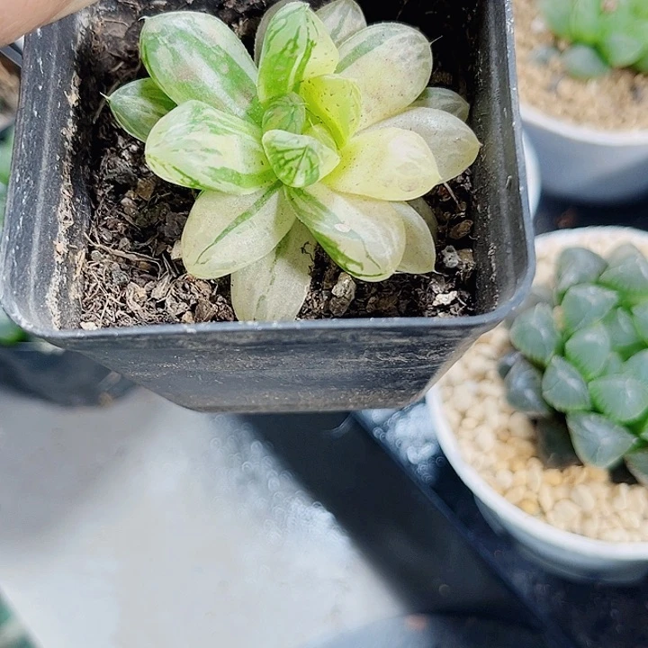 苏州玉露锦新手好养