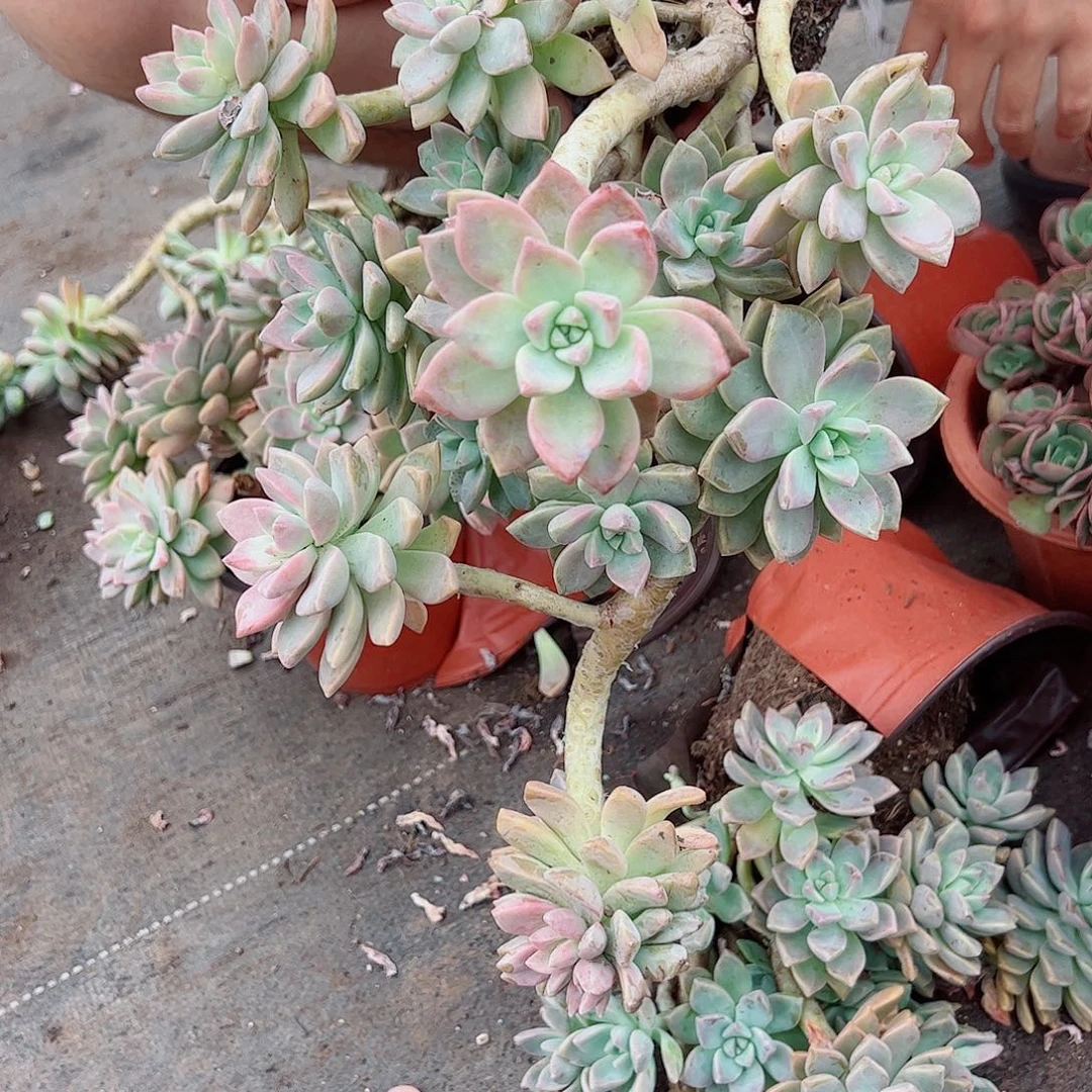 淡雪幽灵公主多头群生无砍