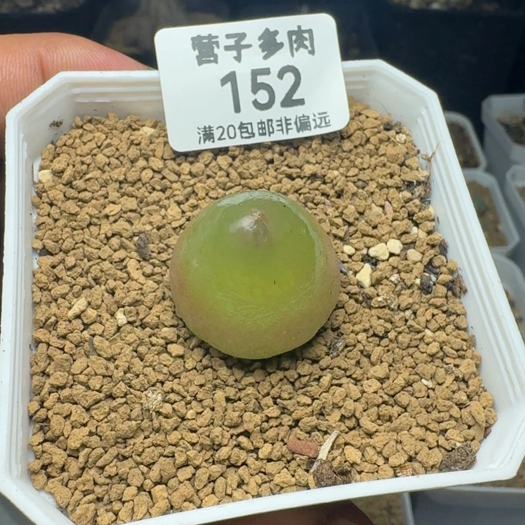 G****灯泡带盆土