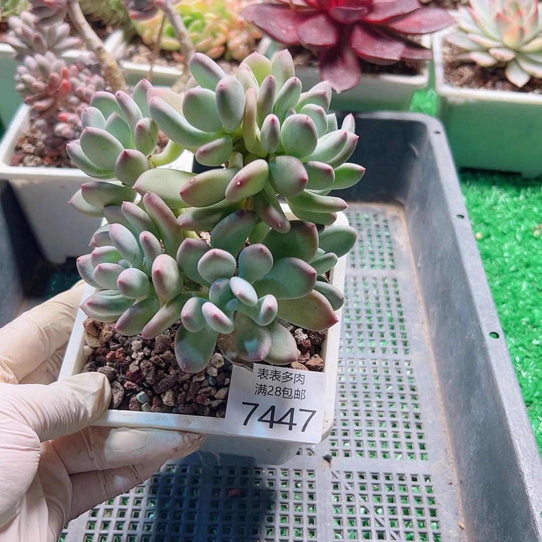 无花朵多肉一物一拍7447