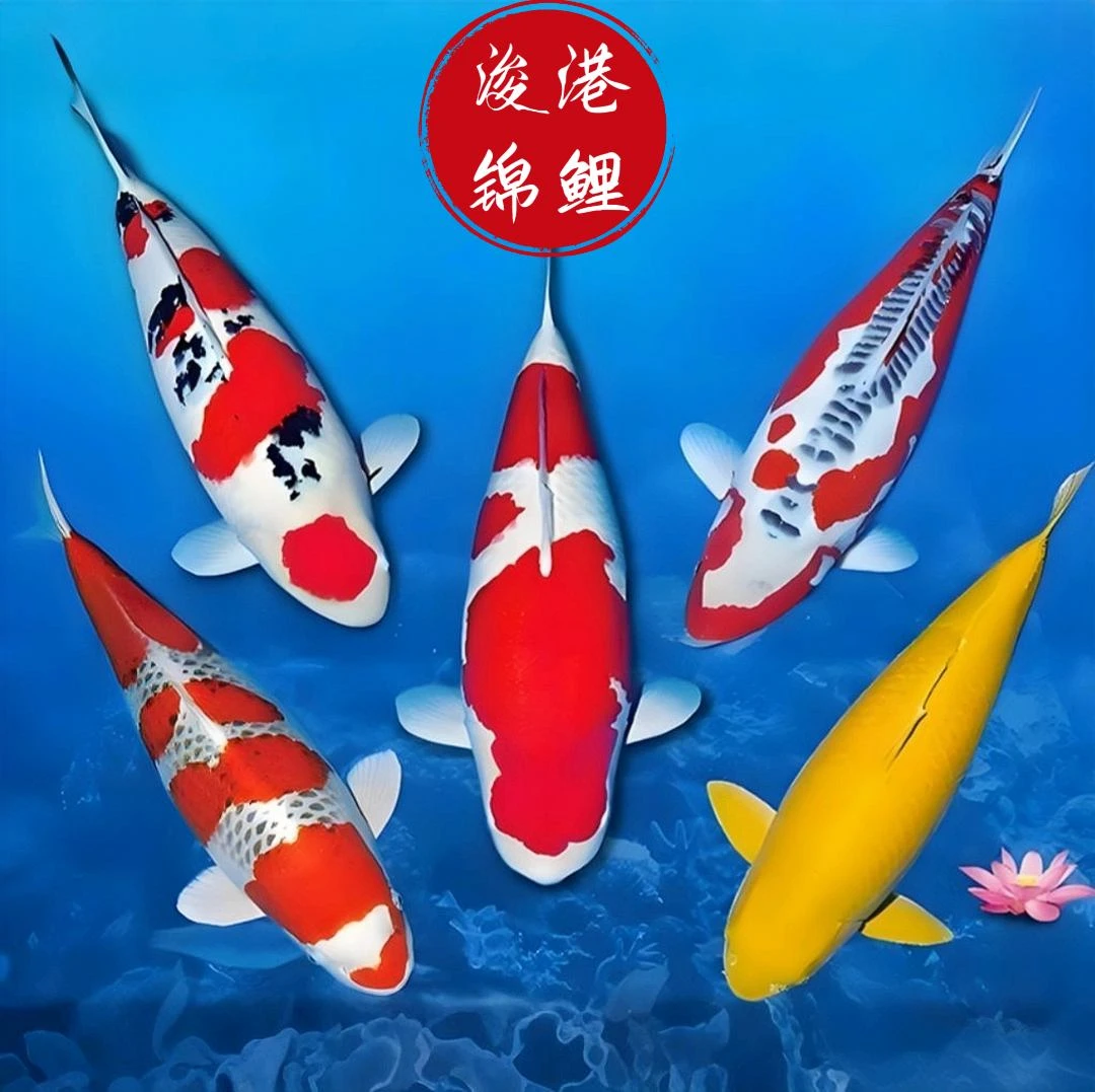 精品锦鲤鱼纯种锦鲤大型活体观赏鱼高端饲养包损包邮渔场直发