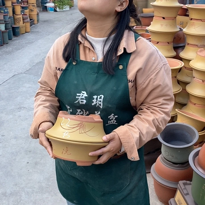 紫砂花盆盆栽花卉苗木种植