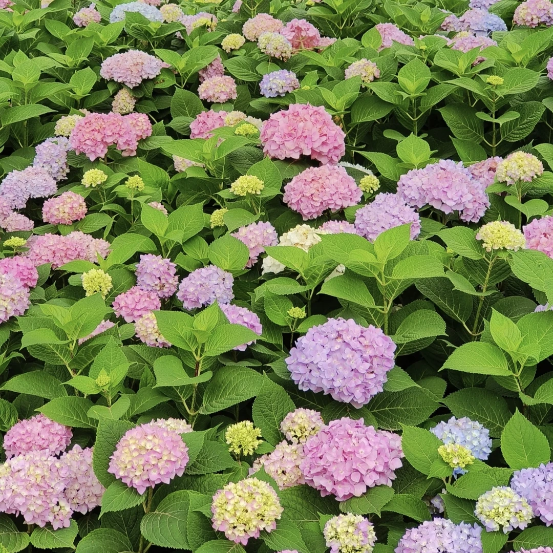 【一物一拍】绣球花盆栽庭院阳台新手易养护喜水植物