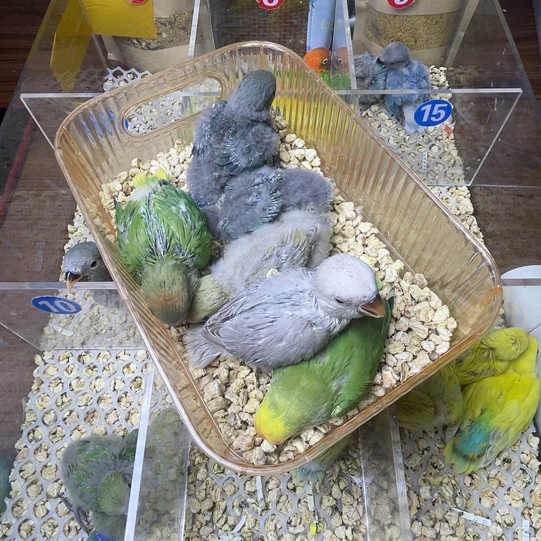 桃脸牡丹鹦鹉特价