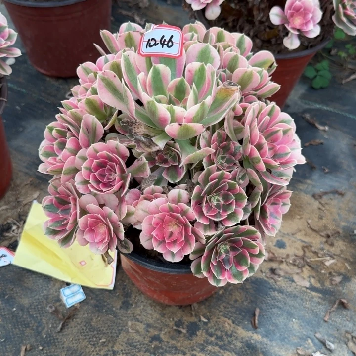 10-46女巫不包断肢