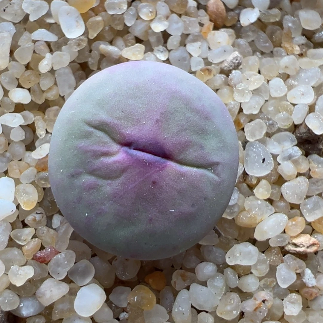 443优选does嘴一颗