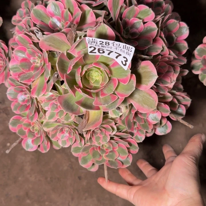 26773女郎多肉植物