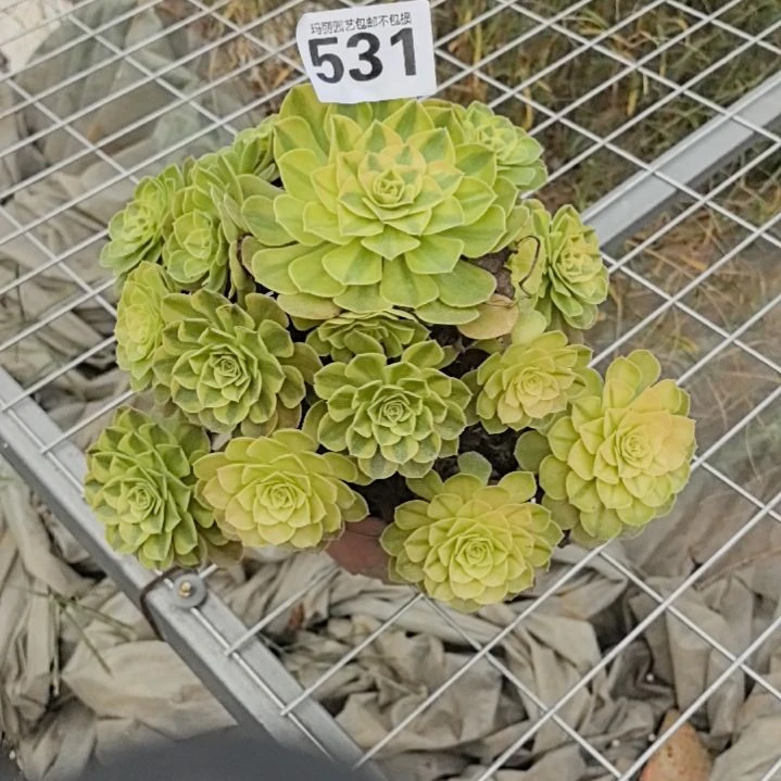 531雨荷花花花外卖