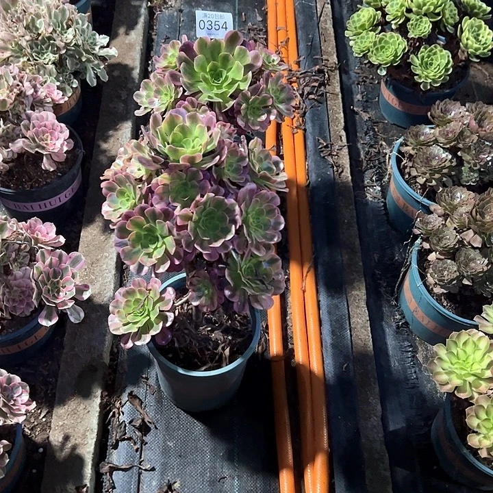 0375美杜莎多肉植物