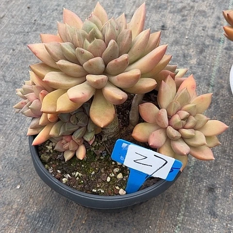 27象牙带盆多肉植物