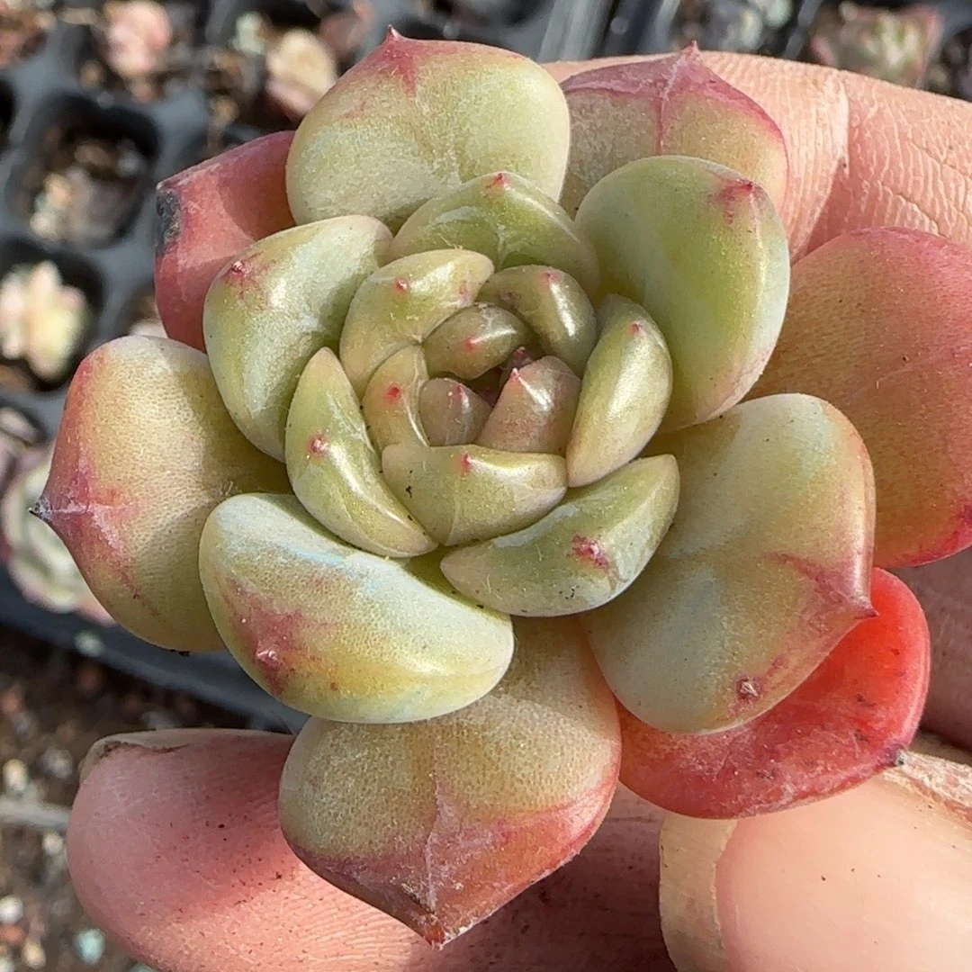 小卡拉米糖心一物一拍