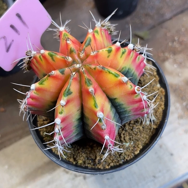 仙人球好好看好漂亮180