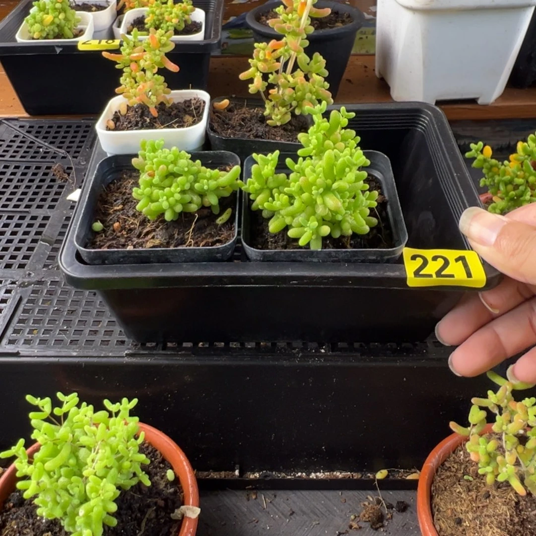 枝干番杏多肉植物221