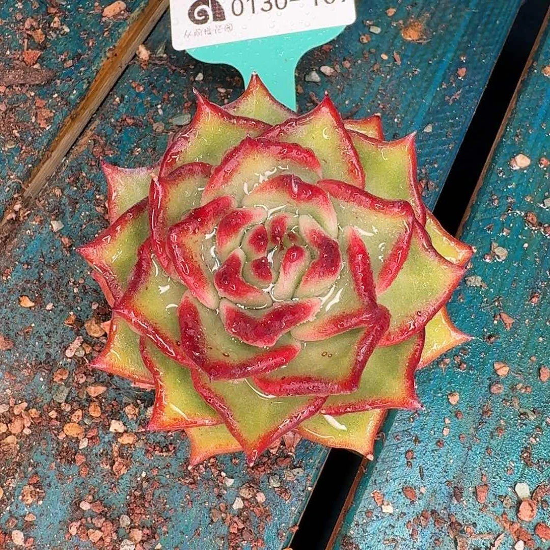 从前慢花园多肉0130-109