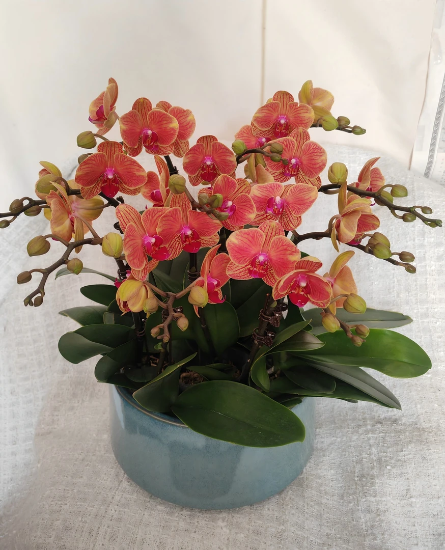 [吉利]蝴蝶兰带花有花苞橙色系中花适合客厅办公桌餐桌桌面款