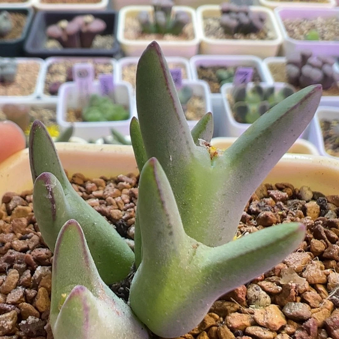 优选皮卡丘 肉锥植物