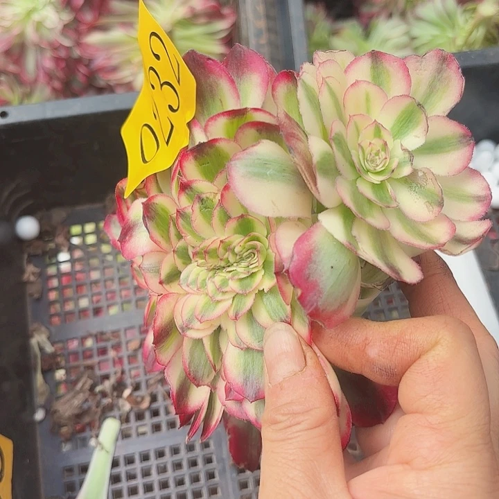 多肉植物荔枝232