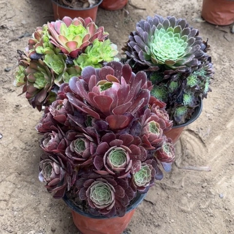 753多肉植物组合